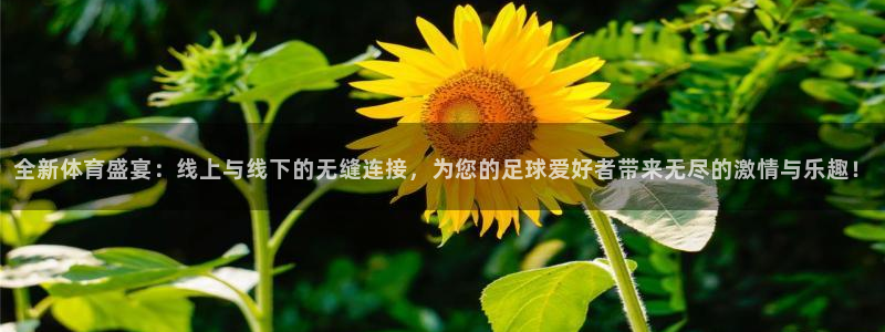 全新体育盛宴：线上与线下的无缝连接，为您的足球爱好者带来无尽的激情与乐趣！
